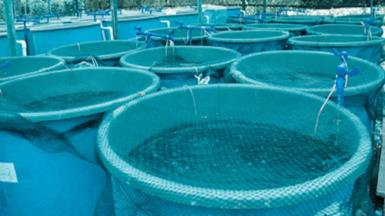 Enhancing Fish Aquaculture Farm Management with Wireless Remote Control Solution